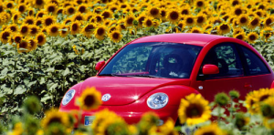 sunflower and car